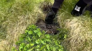 The World's Most Expensive Duck Down