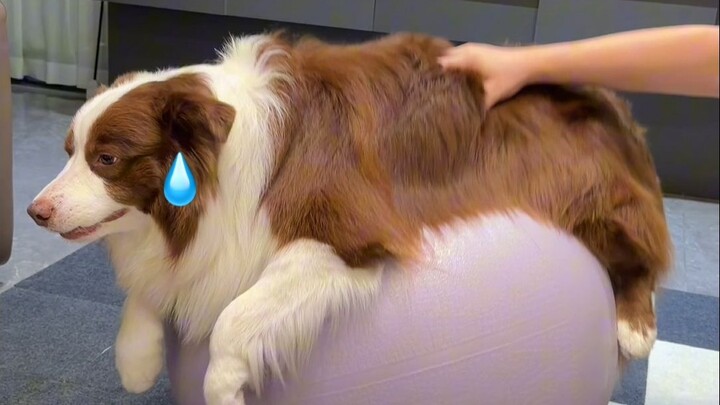 Why does the puppy bother dad?