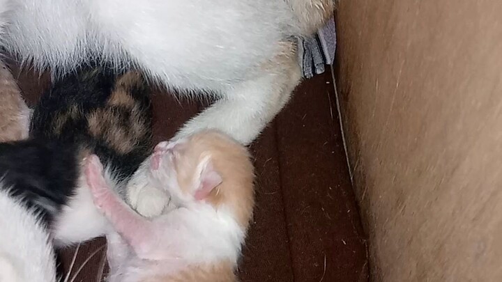 my favorite pet cat gave birth today 😺💯❤️