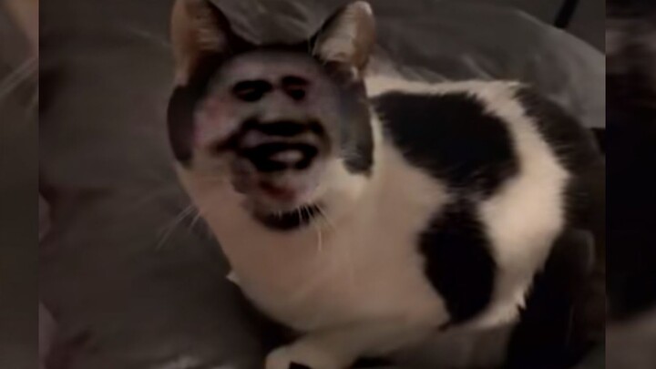 ⚡ Có một câu hỏi đơn giản: 🐔🐔 là gì?