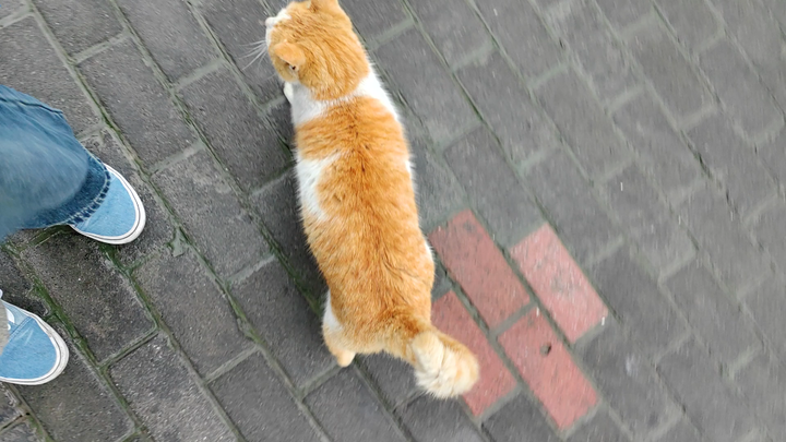 Cat-baiting pure version