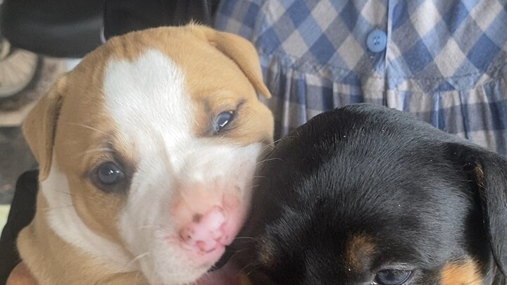 น้อง มอมแมม