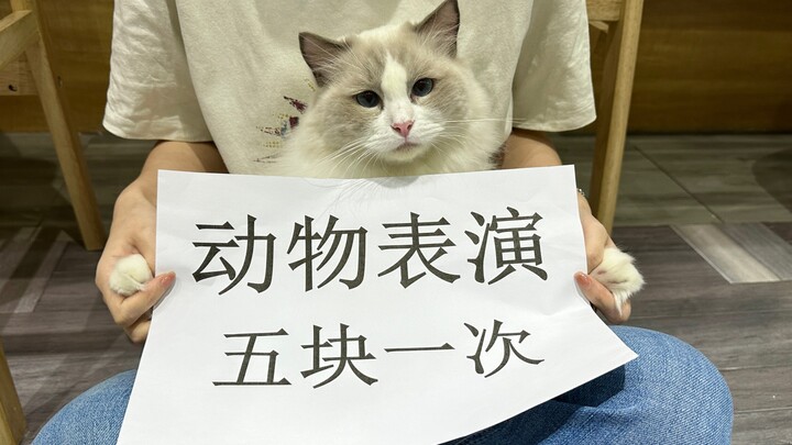 "Reject Animal Performances" But We Can't Refuse Animals, They Still Perform
