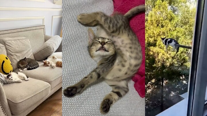 Liquid cats are just different—they strike all kinds of poses!