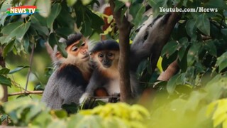Nếu con người tuyệt chủng, loài sinh vật nào sẽ thống trị Trái Đất_