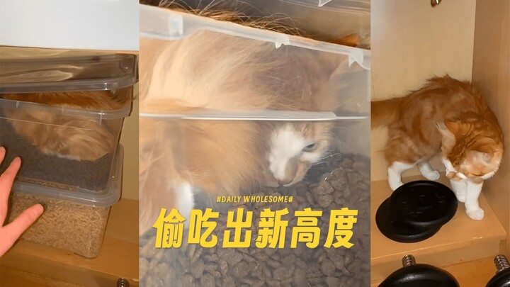 Kucing oranye jago maling makanan sampai level baru, udah dijagain tetap aja kebobolan!