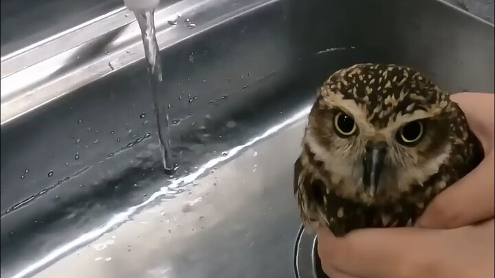 Floating Cat-Head Chicken