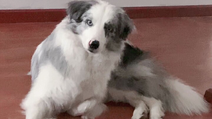 What will the dog do when I pretend to cry?