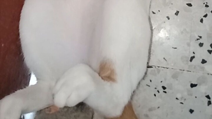 看我家猫睡觉的样子太搞笑了 😂