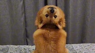 สุนัขปลอบโยน: แม้จะแบกฉันไว้บนหลัง ฉันก็ยังรู้