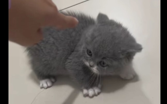 Si kecil gemuk ini punya temperamen yang nggak main-main!