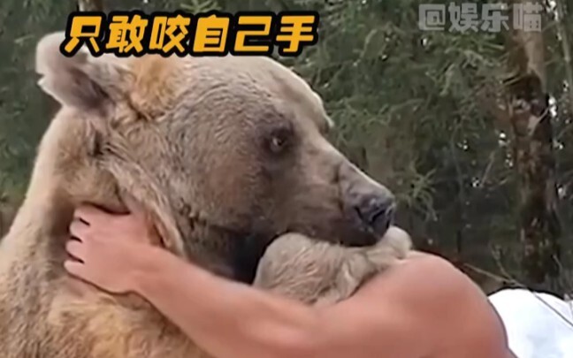 What kind of status do bears actually have in Russia? Bear: A heartfelt warning—stay away from Russi