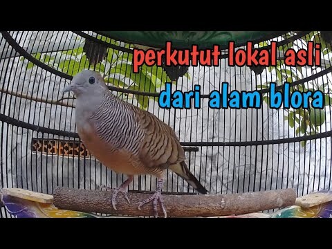 Perkutut lokal gacor suara besar istimewa.