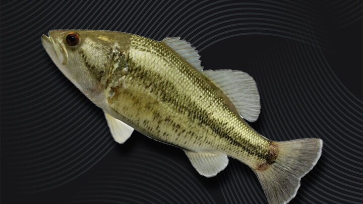 Truly, the fish grows a foot taller, and the person grows ten feet taller!