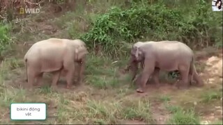 Khỉ con trèo lên lưng khỉ mẹ và suýt thì xảy ra chuyện không mong muốn_P49