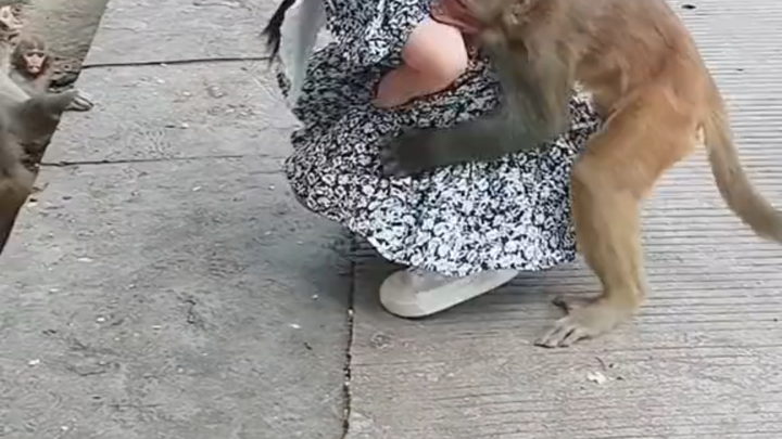 Where are the ridiculous animals?