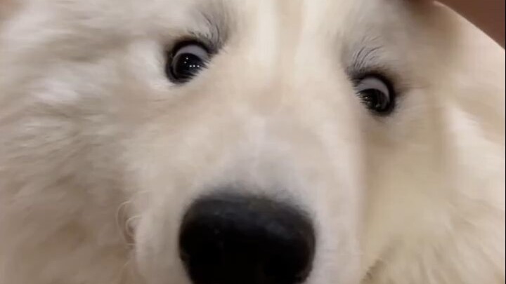 Why is talking to a dog different?