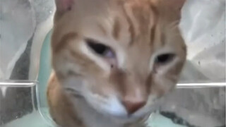 Funny fresh brother kitten ~