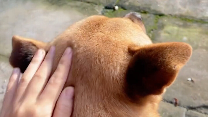 Dahuang leans on me, and I lean on Dahuang.