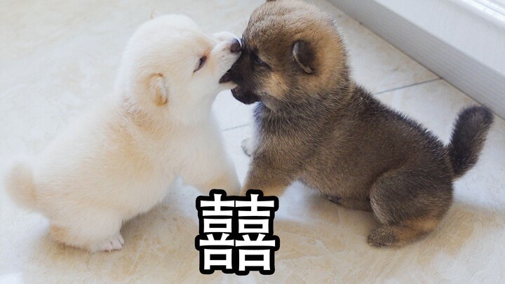 Two little Shiba Inus started fighting, and before you knew it, they were sharing a tongue kiss!