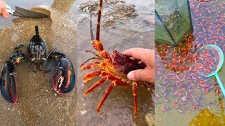 Catching Seafood 🦀🐙 ASMR Relaxing (Catch Shark , Catch Fish ,Deep Sea Monster ) #474