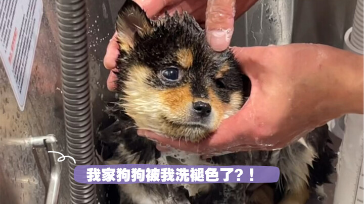 First time taking chicken mushrooms to the bath—did they really fade?