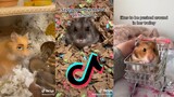Cute Hamsters - Hamster side of TikTok Compilation #2