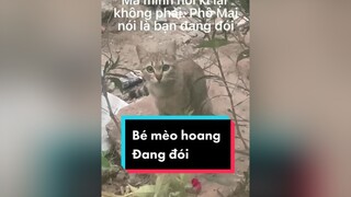 Bé mèo hoang ở dưới gầm cầu mèo cat socatiktok #