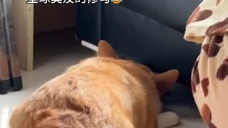 柯基:：蠢的像猪一样