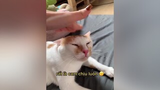 🤣 chưa thấy con mèo nào bị gõ đầu liên tục mà mặt hiền như con này meohoangdep meo meow mèo xuhuong xuhuongtiktok pet viral fyp