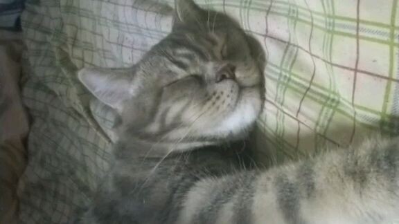 sleeping cat