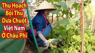 Vườn rau nhà 2Q vlogs bây giờ như thế nào?||2Q Vlogs Cuộc Sống Châu Phi