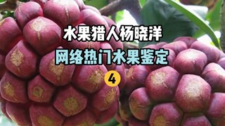 [Fruit Hunter x Hunter] Identifikasi Buah Populer Online 4