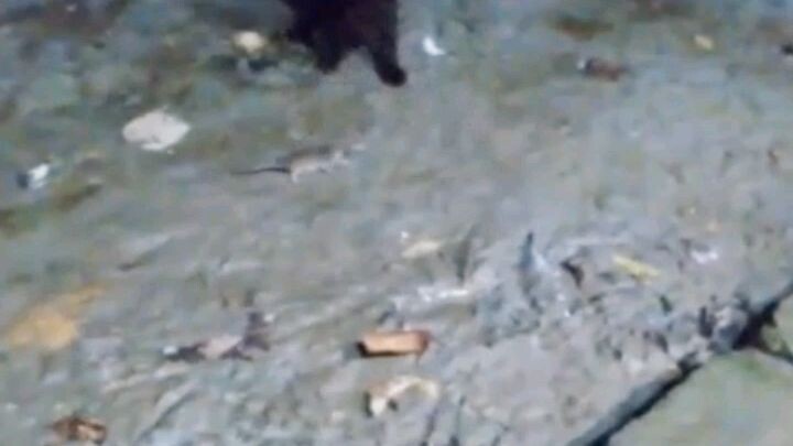 hunting cat