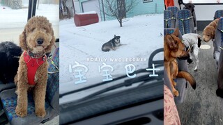 BabyBus: Driver's Perspective