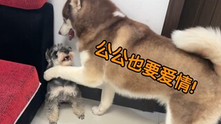 A Siberian Husky who's been neutered for four years still refuses to accept reality!