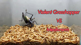 [Animals] Fierce Grasshopper Vs. Mealworm