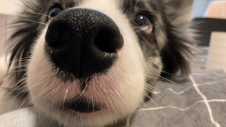 [Little Daily Life] A fierce girl acting cute—fine, I’ll give it all to you, okay?