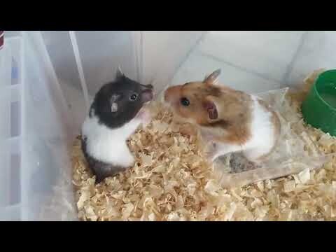 N.Xuân Bách Vlog - Cùng ngắm hai chú Hamster đùa nghịch với nhau
