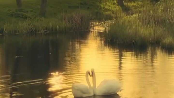 Birds love each other...🌸👀