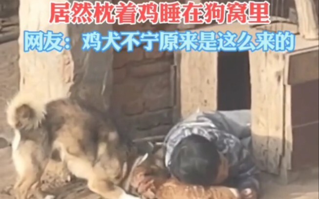 The tired little cutie fell asleep in the doghouse, using a hen as a pillow!