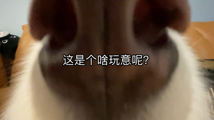 Đừng bao giờ dùng ống góc rộng để chụp chó!