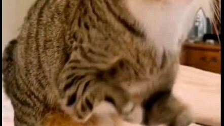 Strong Cat