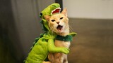 Kamu tertawa ! Kamu kalah : Video Kucing Lucu Bikin Ngakak #4 | Video Hewan Lucu