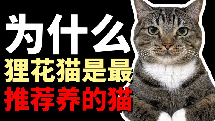 Mengapa kucing calico adalah jenis kucing yang paling direkomendasikan untuk dipelihara!!!