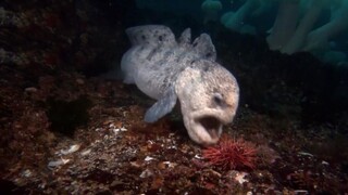 Belut Ular Fangtooth Telan Bulu Babi Berduri dan Makan Kepiting Mentah