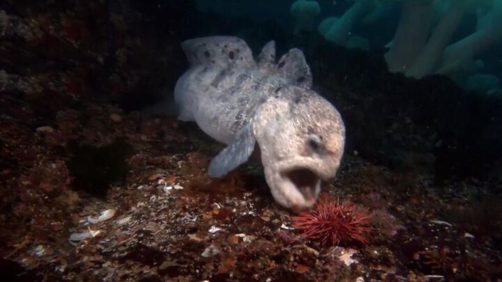 Thanos Wolf Eel, Feed on Urchins And Crabs