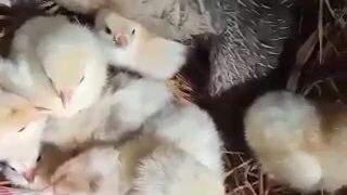 white's crosses 🙏🙏