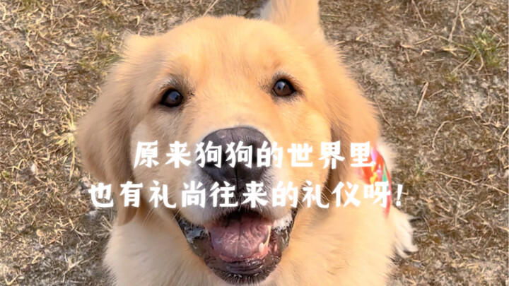 Turns out, even dogs have their own etiquette of reciprocity!