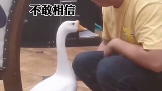 Angsa besar dan burung beo, terlalu imut nih